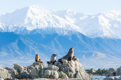Blenheim-Kaikoura, 128 km, 1 Stunde 45 Minuten 