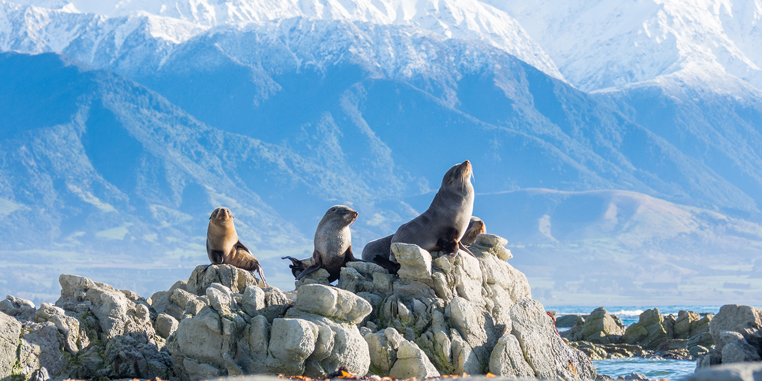 Neuseeländische Seebären auf Felsen vor den Bergen von Kaikoura
