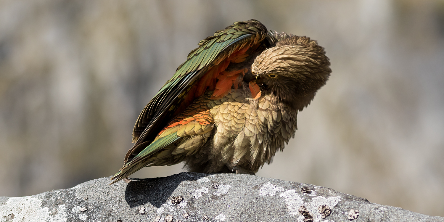 Kea in Fiordland National Park NZ
