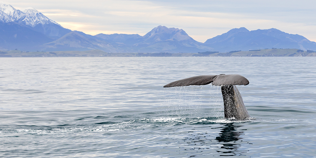 Kaikoura