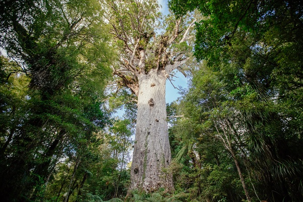 Bay of Islands – Waipoua Forest –Auckland (F)