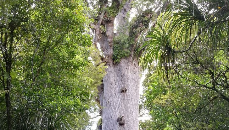 - Auckland - Matakohe - Pahia 266km | 165mi, 3 Stunden 49 Minuten Fahrtzeit