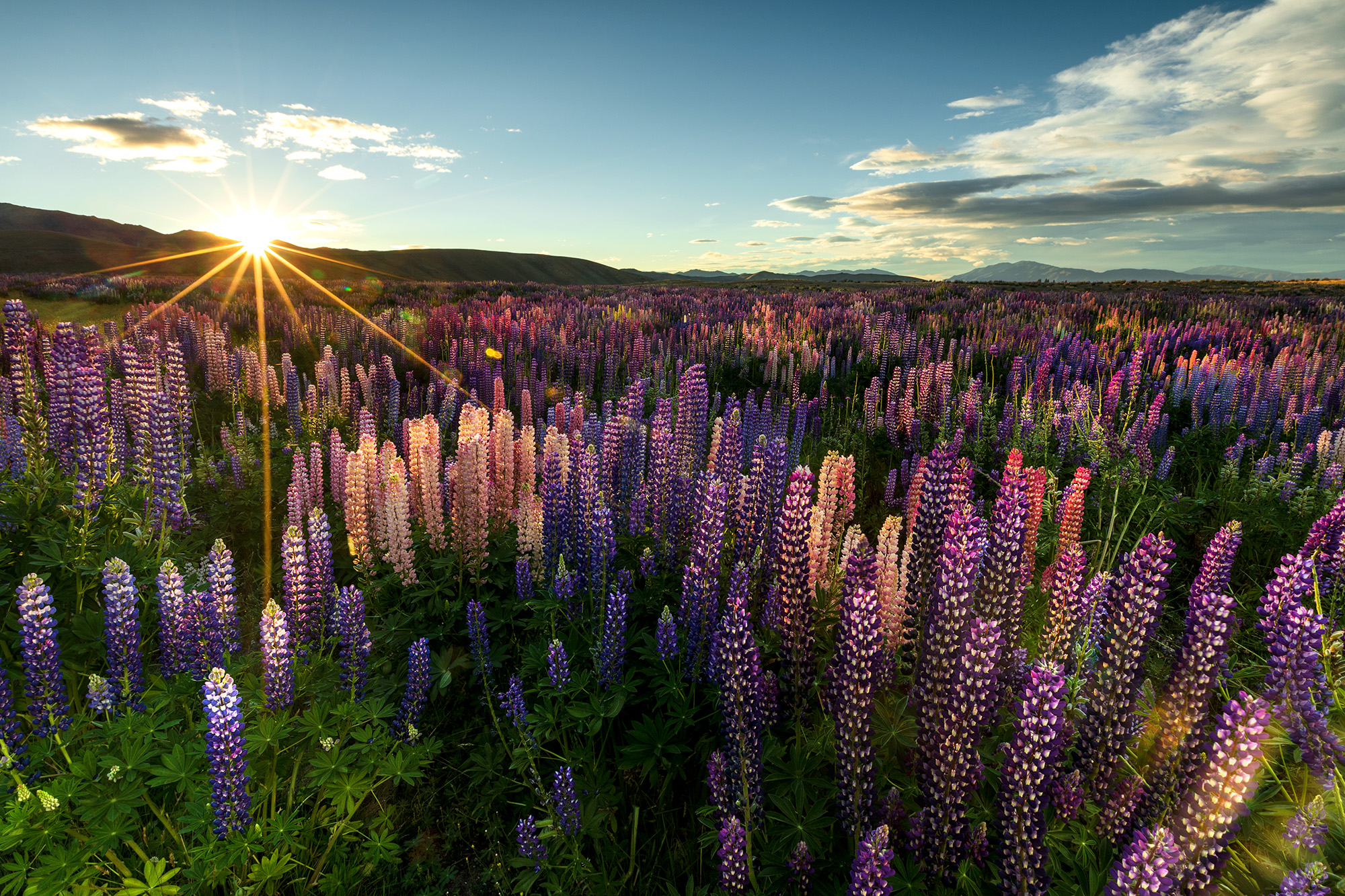 Blühende Lupinen im Licht des Sonnenaufgangs