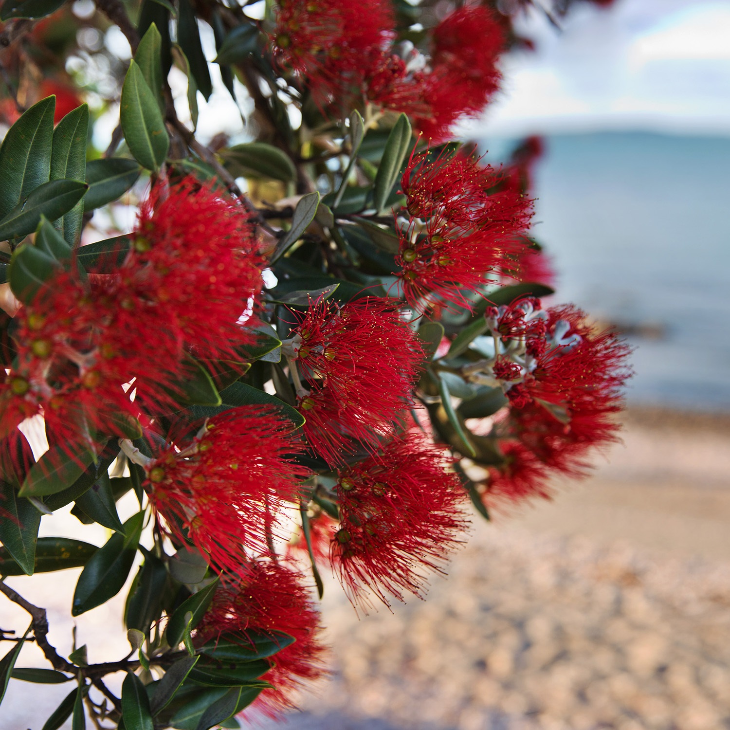 Coromandel Peninsula (B)