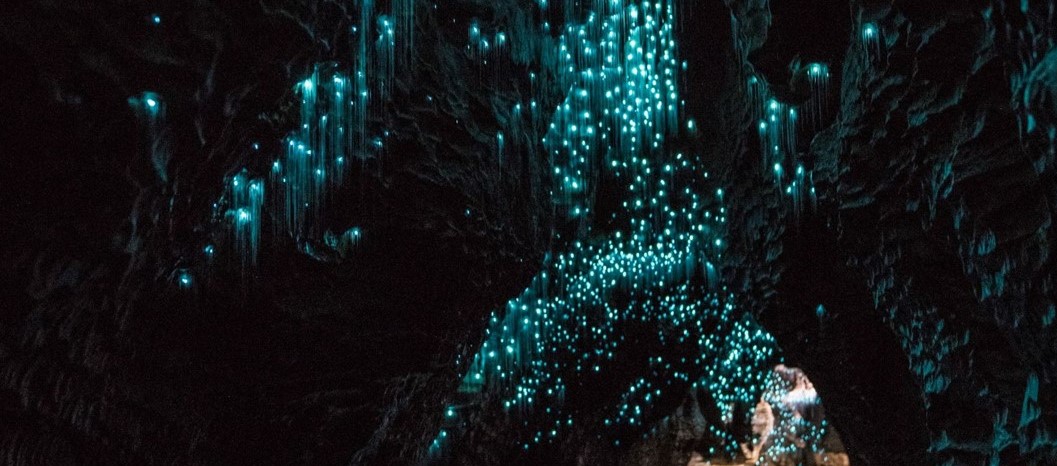 Leuchtende Glühwürmchen in den Waitomo Caves