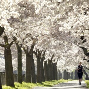 Frühlings-Kirschblüten