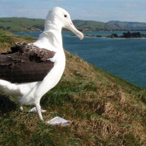 Königlicher Albatros in Neuseeland