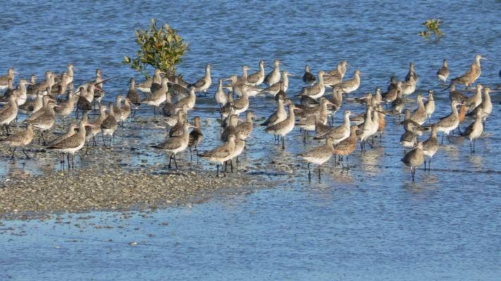 Seabirds on NZ's Seabird Coast