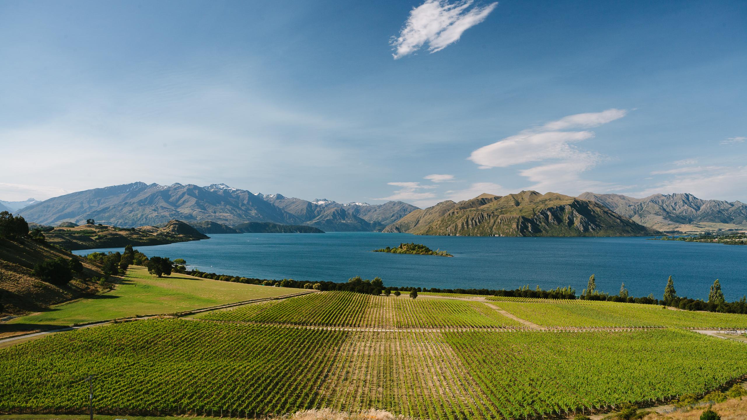 Looking north over Rippon Vineyard, Wanaka NZ