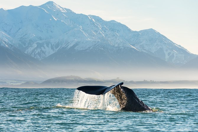 Sperm Whale off Kaikoura